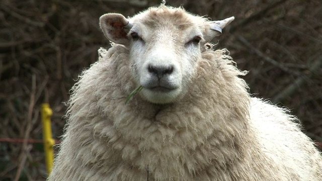 sheep.jpg